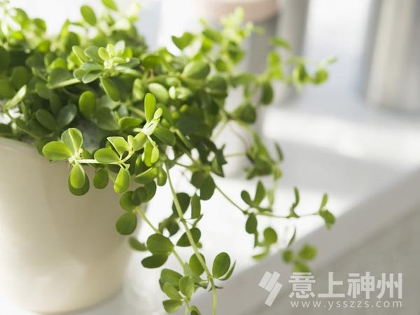 裝飾裝修裝修設(shè)計(jì)家居裝修品質(zhì)家居