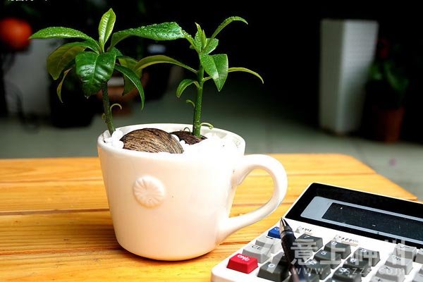 裝飾裝修家居裝修辦公室盆栽知識